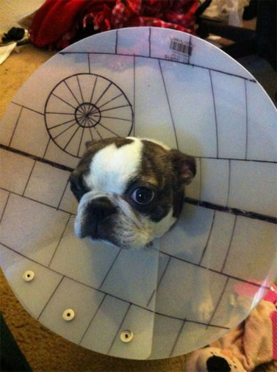 picture of a dog death star