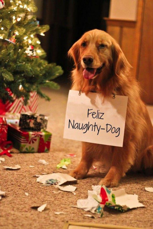 Naughty Christmas Dog