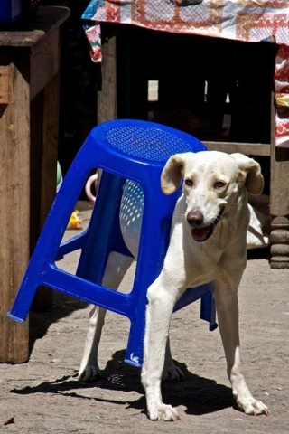 Funny Dog Picture of dog and stool