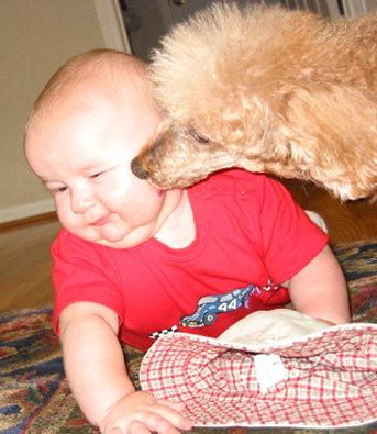 Funny Pictures of Dog Licking Baby's Face