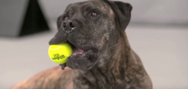 Venus Williams and The Best Ball Boys in the World