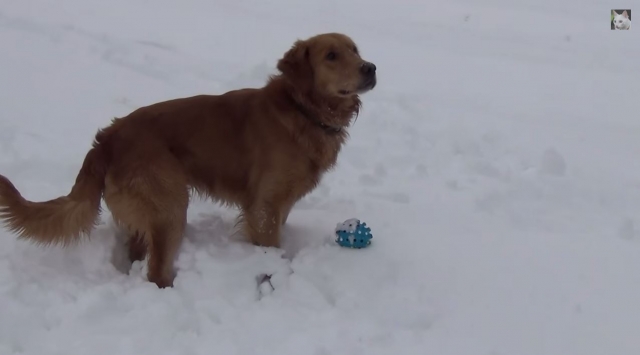 ss dog squeaky toy