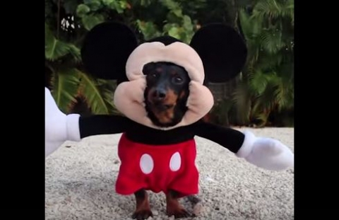 Mickey Mouse Dog