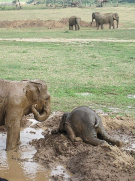 Elephant Exhaustion