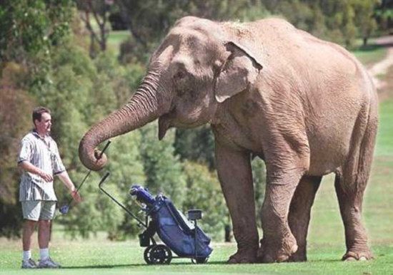 unny Jokes Pictures of an Elephant Caddying on a Golf Course
