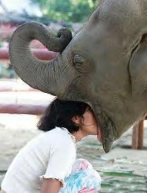 Funny Pictures of Woman with Head in Elephant's Mouth