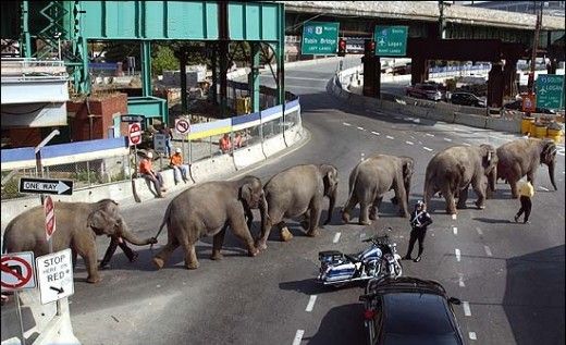 Funny Pictures of Elephant Traffic Jam