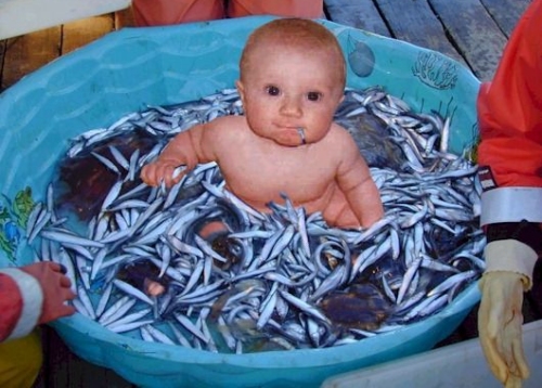 baby in pool of sardines