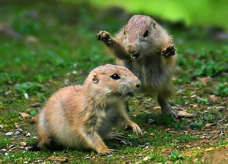 Small Animals Fighting