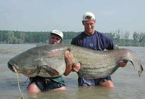 Funny Pictures of Huge Nuclear Catfish