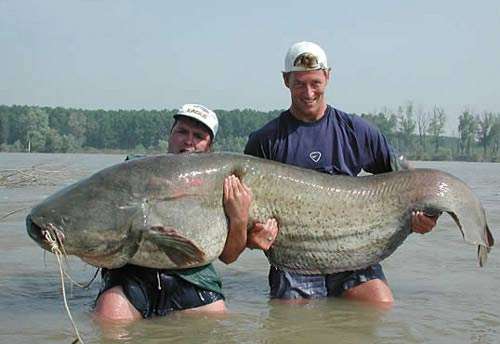 Huge Nuclear Catfish