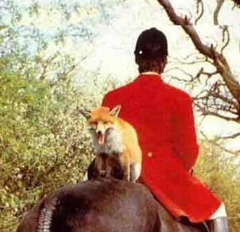 Funny Pictures of Fox On Back Of Horse Back in Hunt