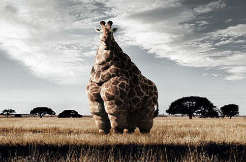 Funny Pictures of Fat Giraffe