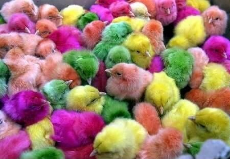 Funny pictures of colored chicks that have been fed Fruit Loops.