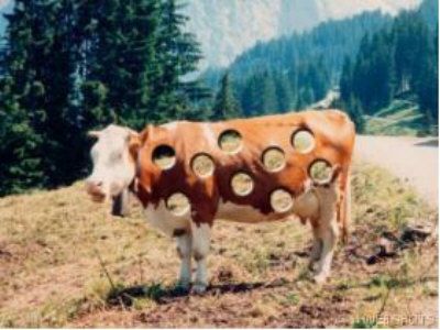 Funny Pictures of Holey Cow