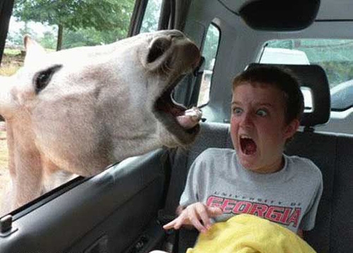 horse scare