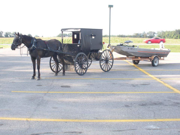 Funny Amish Horse Picture