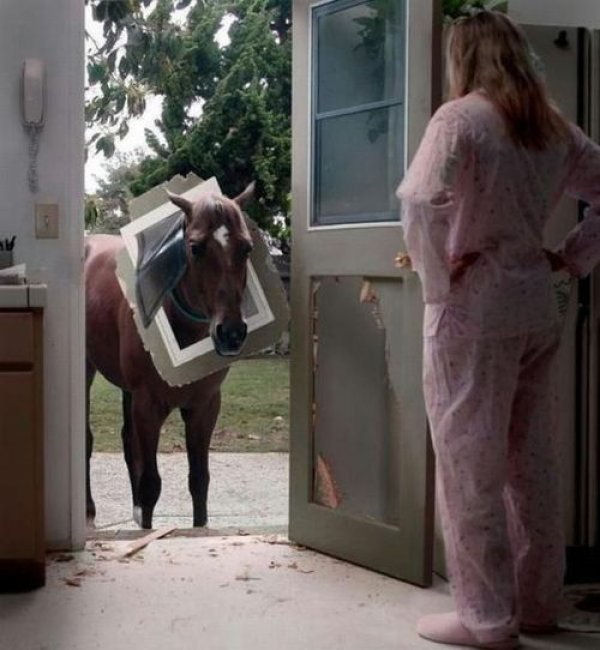 Picture of a horse and a pet door.