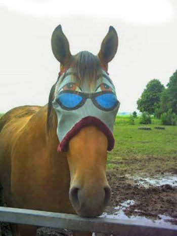 Funny Pictures of Horse Face