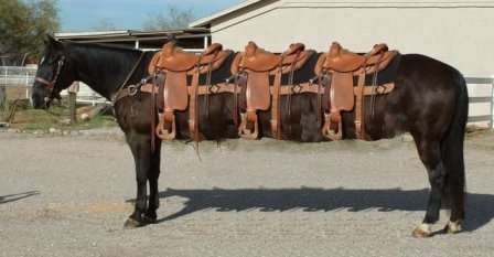 Funny Pictures of Three Saddled Stretch Limo Horse