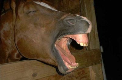 Funny Pictures of Horse Yawning or Laughing