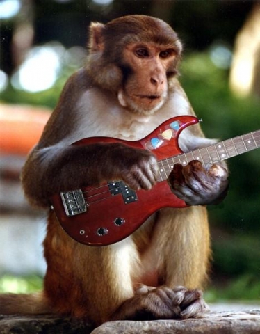 Funny pictures of monkey playing a guitar