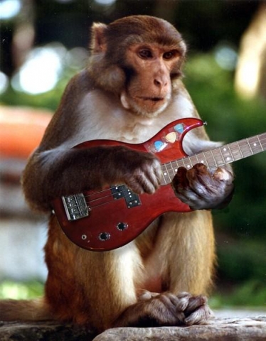 Funny pictures of monkey playing a guitar