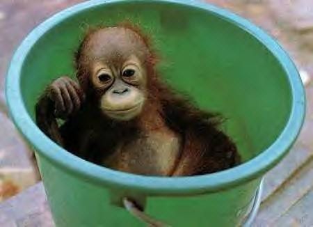 Orangutan in a Pail