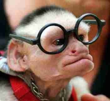 Funny Pictures of Monkey with Glasses
