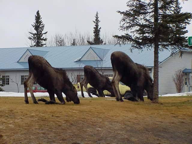 Funny Pictures of Moose Family Praying