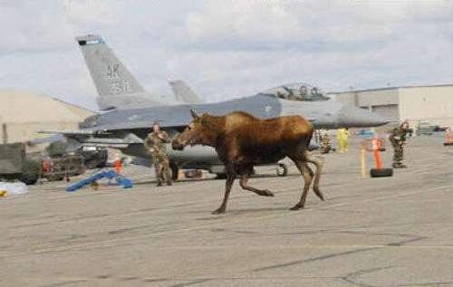 Funny Pictures of Moose By Fighter Jets