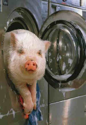 Funny Pictures of Pig in a Washing Machine