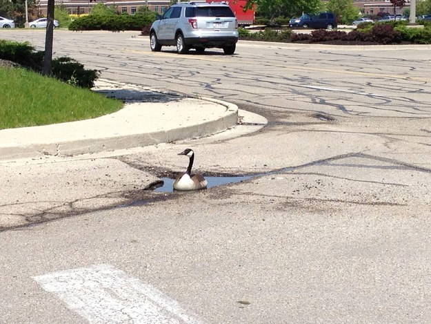 pot hole goose