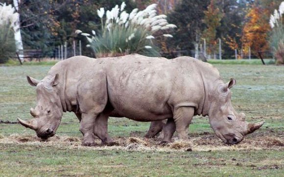 rhino breeding