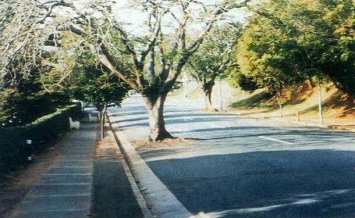 Funny Pictures of Tree In Middle Of Road