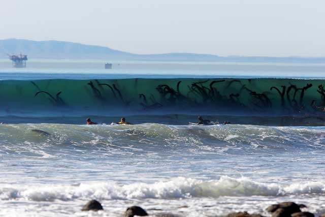 seaweed wave