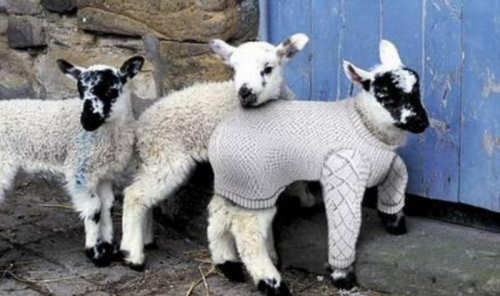 Funny Pictures of Lamb in Sweater