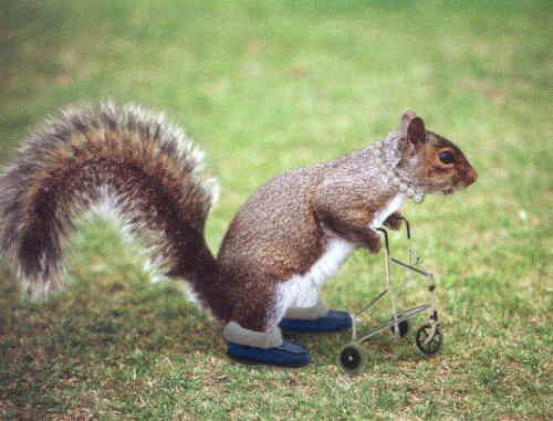 squirrelflorida