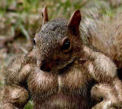 Funny Pictures of Body Building Squirrel With Huge Muscles
