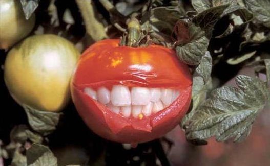 Funny Pictures of Raelian Tomato with Dentures