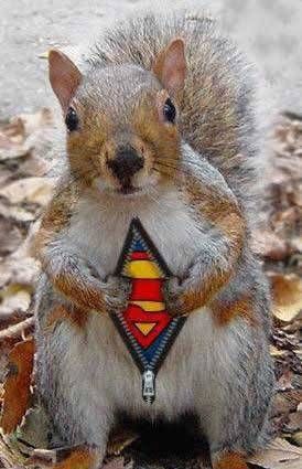 Funny Pictures of Superman Squirrel