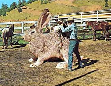 Funny Pictures of Giant Rabbit Getting Saddle Put On It