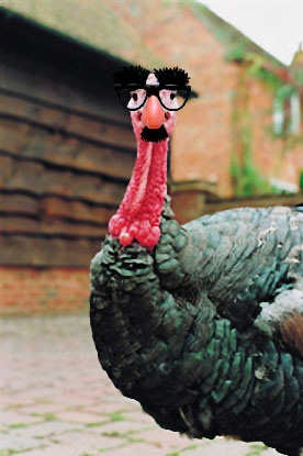 Funny Pictures of Thanksgiving Turkey Hiding Behind Groucho Glasses