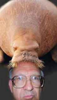 Funny Pictures of Walrus Head On Man