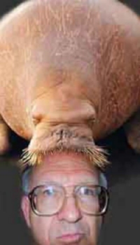 Walrus Head On Man