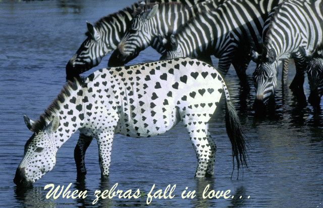 Zebra In Love