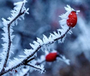 icy plant