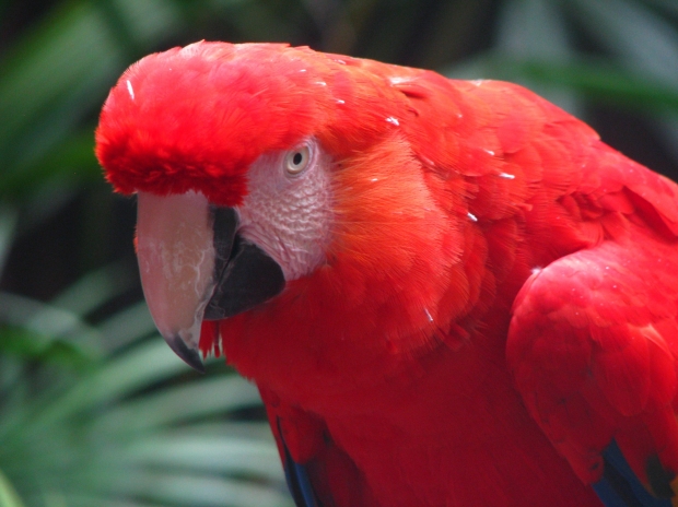 Bilingual Parrot