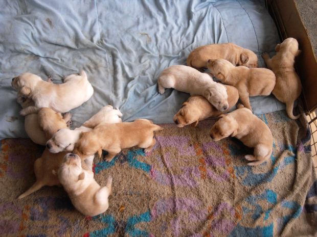 puppy litter