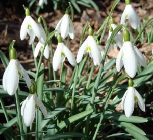 snowdrops